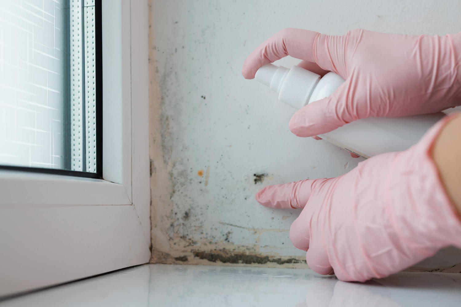 Debunking Mold Myths: True Mold Removal Facts